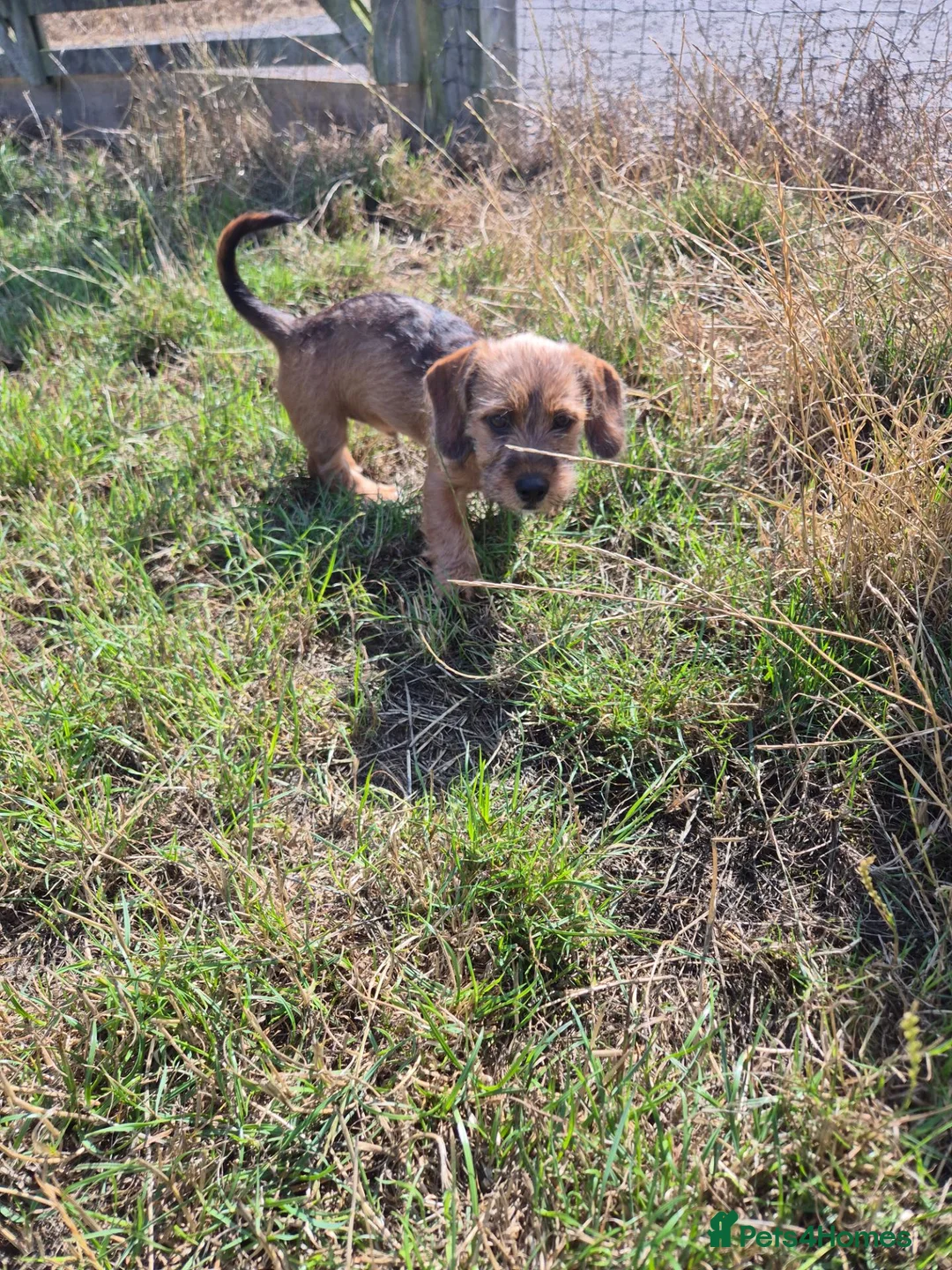 Mixed Breed dogs for sale: Dachshund crossed Shih Tzu in Beverley - Advert 6