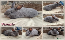 Mini Lop rabbits for sale: Lovely Mini plush lop babies  - Image 4