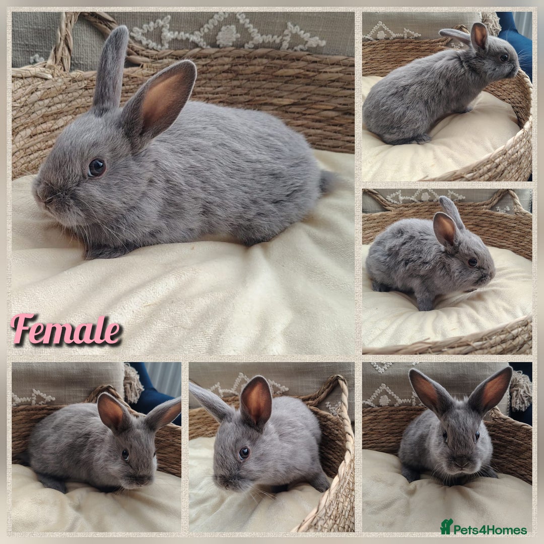 Mini Lop rabbits for sale: Lovely Mini plush lop babies  - Image 4