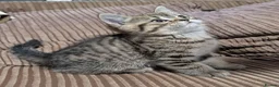 Mixed Breed cats for sale: Stunning BSH x Chinchilla Persian kittens Boy&Girl - Advert 6