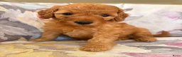 Labradoodle dogs for sale: LICENSED BREEDER F2b miniature labradoodles - Advert 15
