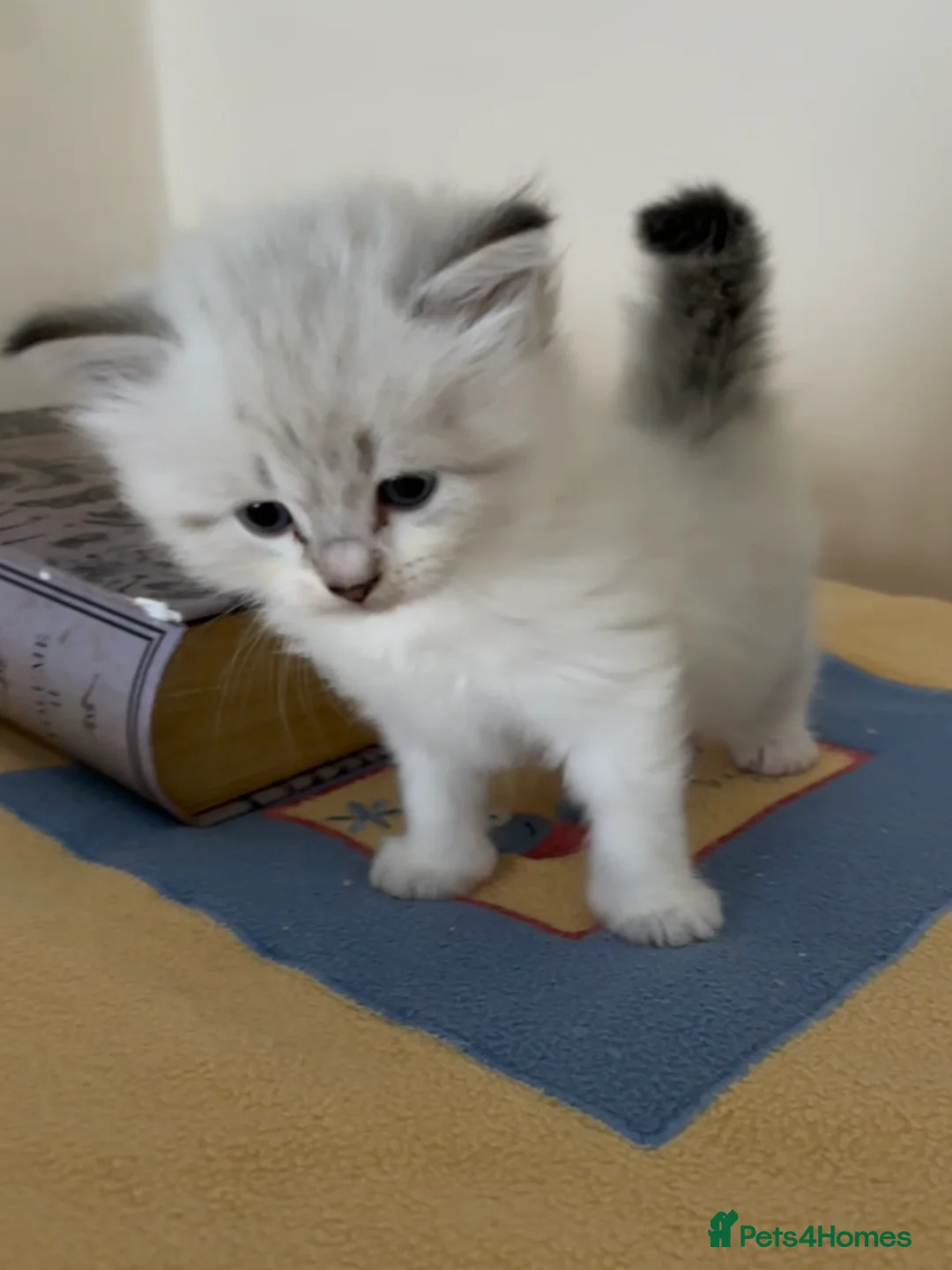 Siberian cats for sale: Siberian Kittens Neva Masquerade GCCF Registered . - Advert 5