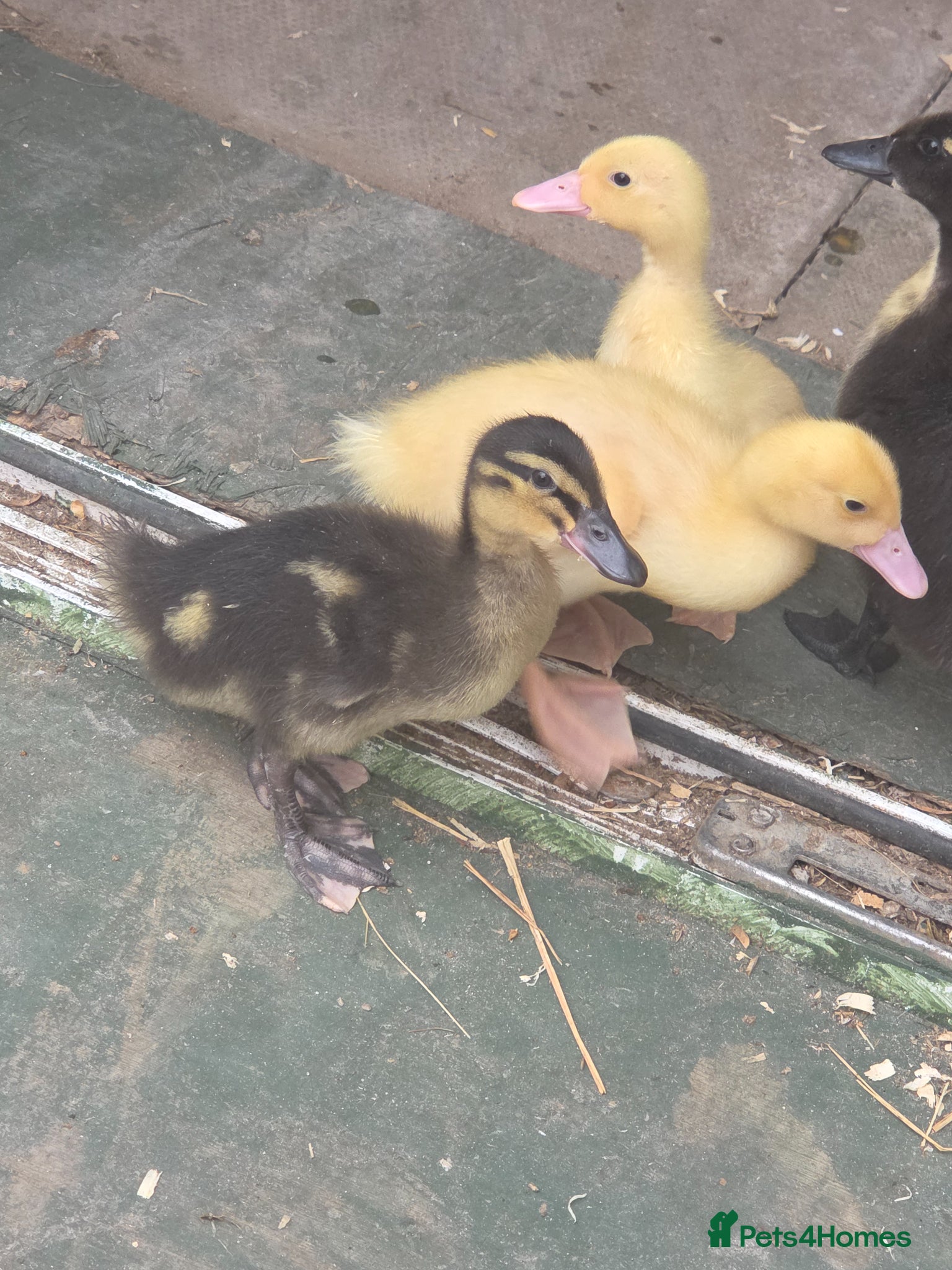 Tortoise reptiles 5 week old ducks  - Advert 10