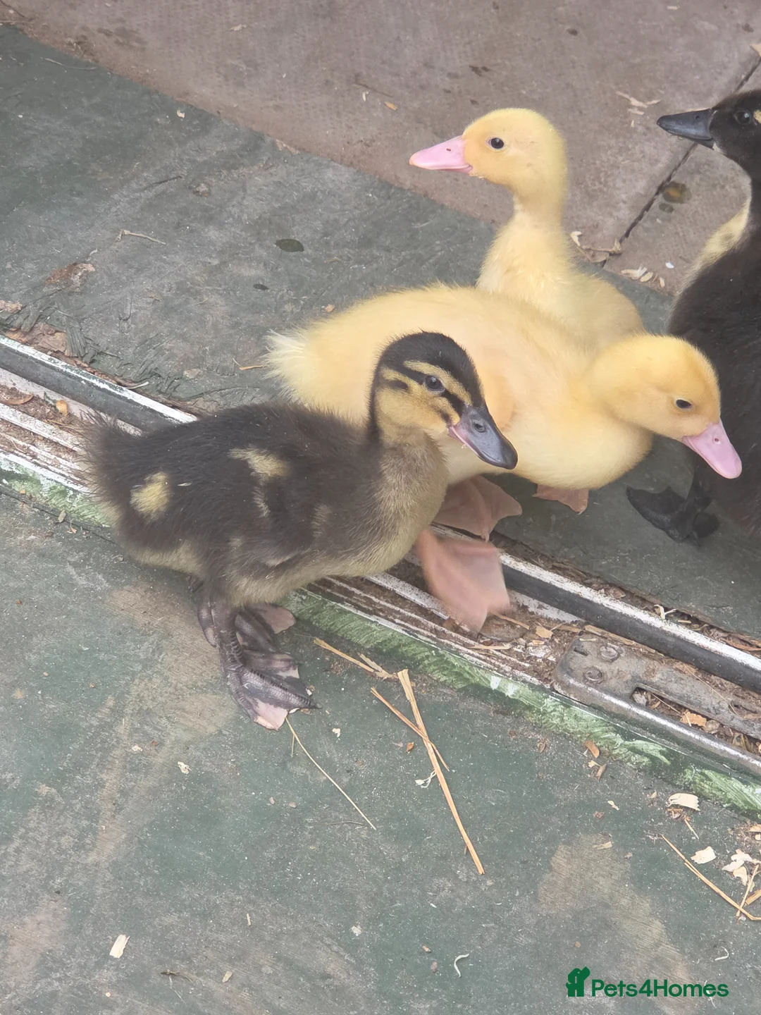 Tortoise reptiles for sale: 5 week old ducks  - Advert 1