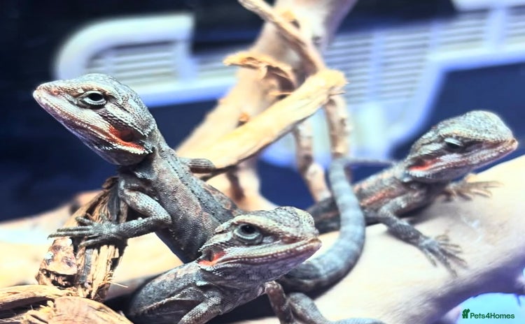 Bearded Dragon reptiles - Advert 1