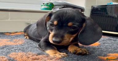 Miniature Dachshund dogs - Advert 7