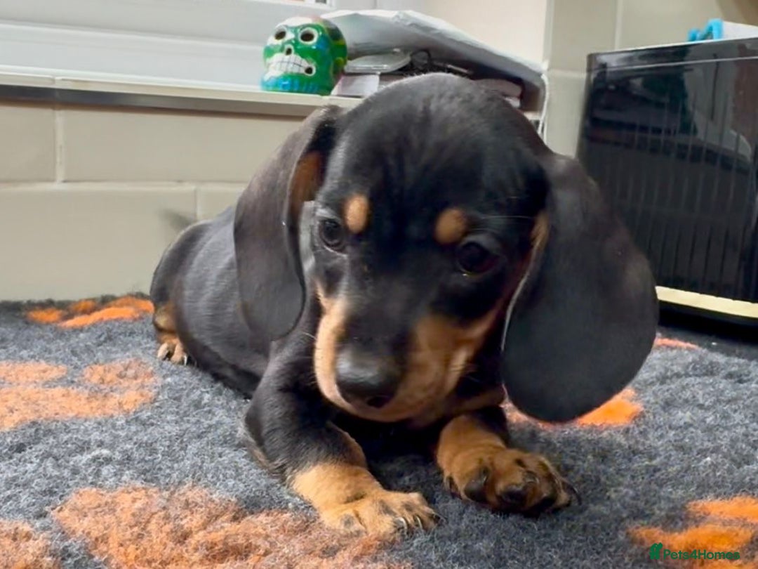 Miniature Dachshund dogs for sale: Show standard KC registered miniature dachshunds  - Image 3