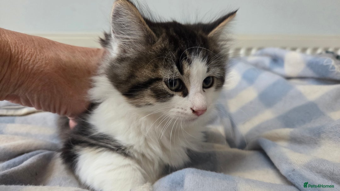 Mixed Breed cats for sale: Mixed Breed Kittens - Image 10