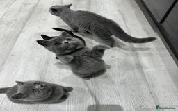 British Shorthair cats for sale: British shorthair kittens  - Image 5
