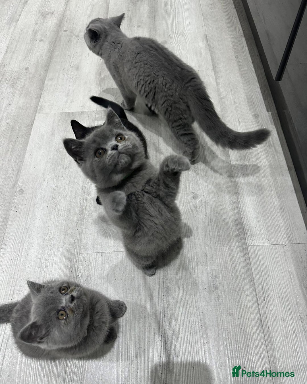 British Shorthair cats for sale: British shorthair kittens  - Image 5