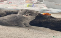 Mixed Breed cats for sale: Beautiful half Persian kittens - Image 3