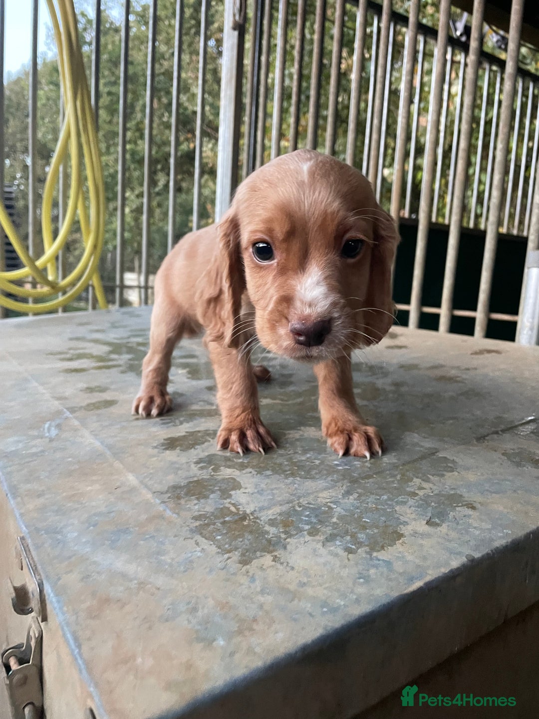 Cocker Spaniel dogs for sale: Working cocker Puppys  - Image 3