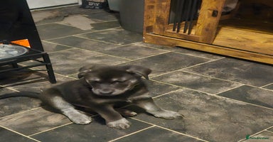 Mixed Breed dogs German sheperd x lab  - Advert 5