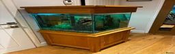 Other/Mixed Breed fish for sale: Tropical Fish and large cube fish tank - Advert 6