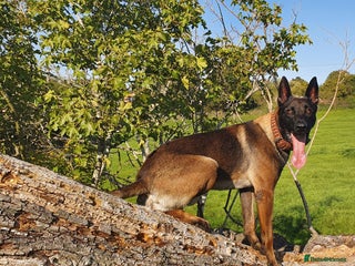 Belgian Shepherd Dog dogs - Advert 16