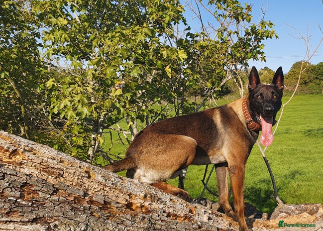 Belgian Shepherd Dog dogs - Advert 1