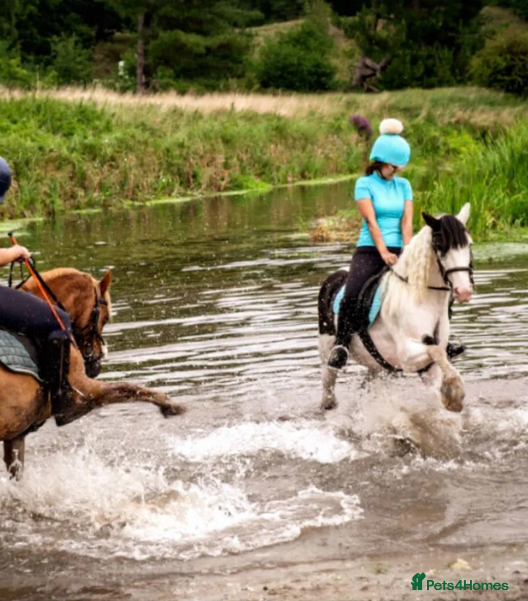 Paint horses for sale: Foot perfect pony  - Advert 8