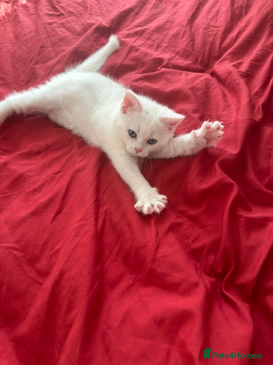 Mixed Breed cats for sale: 4 beautiful kitten - Image 10