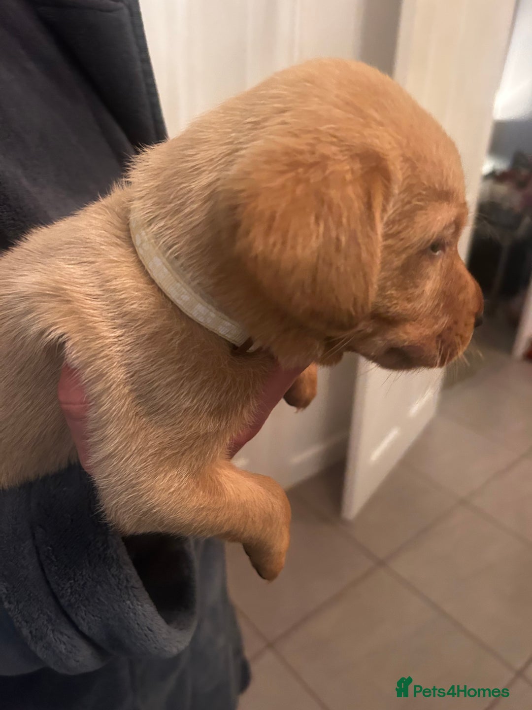 Labrador Retriever dogs for sale: Red fox Labrador puppies  - Advert 9