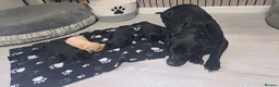 Labrador Retriever dogs for sale: Labrador puppies  in Reading - Advert 2