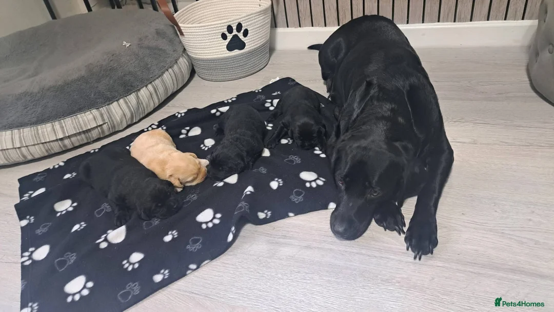 Labrador Retriever dogs for sale: Labrador puppies  in Reading - Advert 2