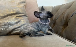 Devon Rex cats for sale: Two Adorable Devon Rex Kittens 💙🩷 - Image 12