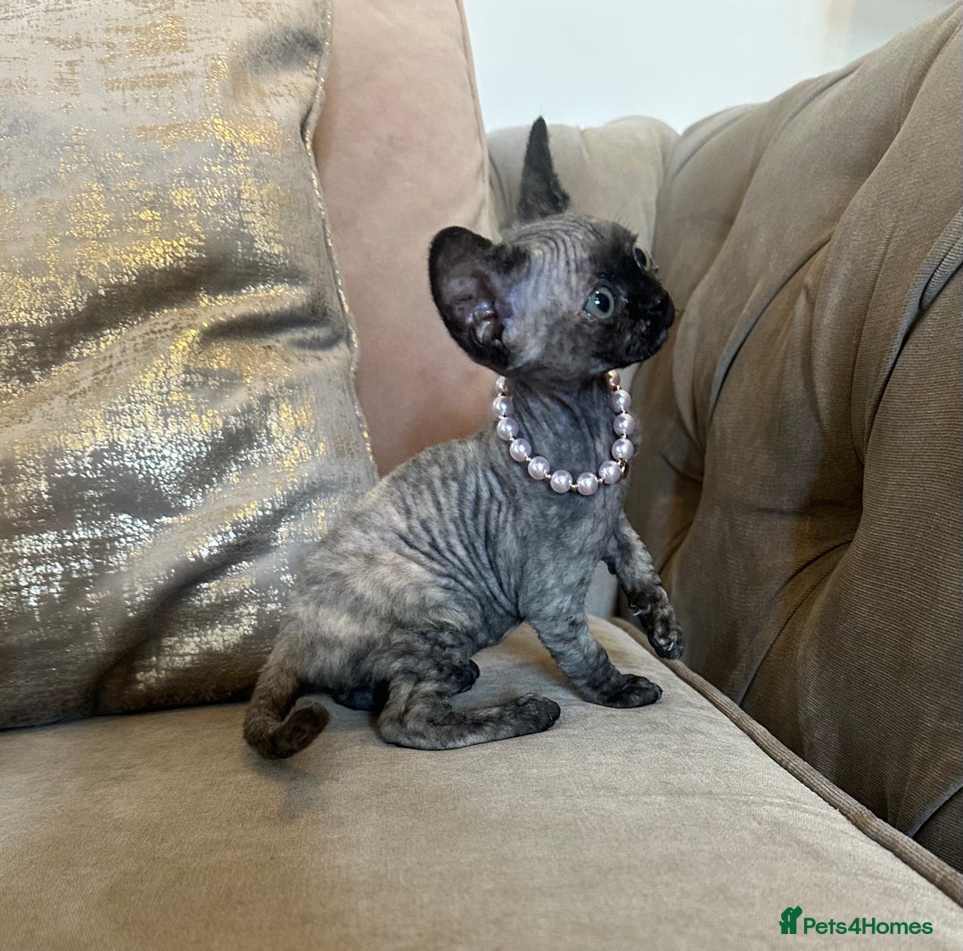 Devon Rex cats for sale: Two Adorable Devon Rex Kittens 💙🩷 - Image 12