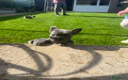 French Bulldog dogs for sale:  frenchies puppies  - Image 23