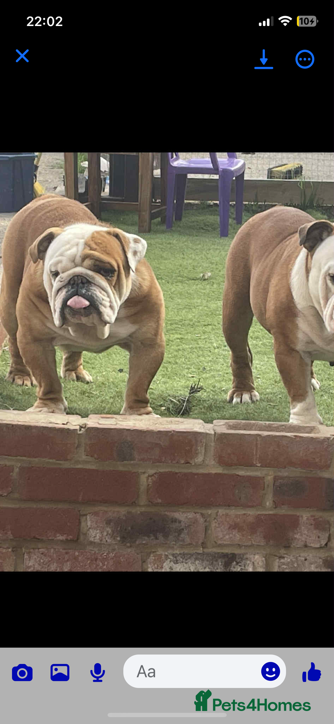 English Bulldog dogs for stud: Standard English bulldog  - Advert 3
