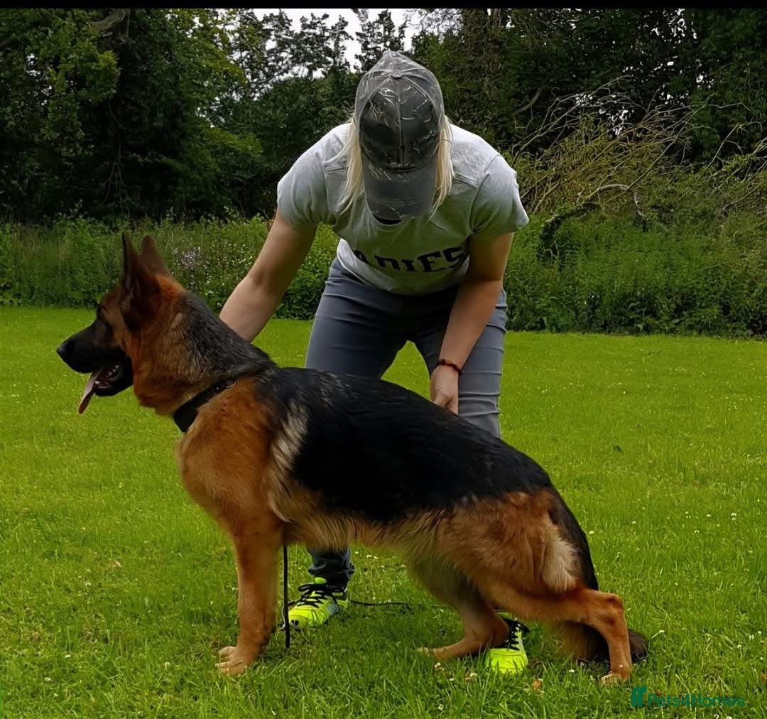 German Shepherd dogs for sale: World Class litter, Exceptional Pedigree  - Image 4