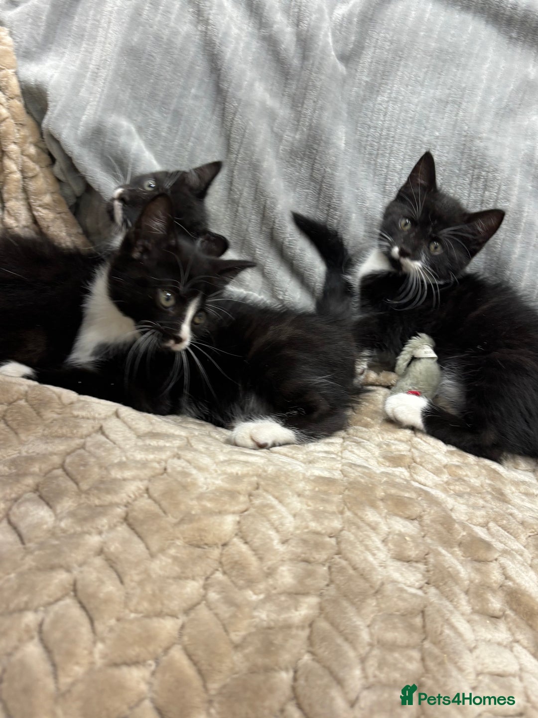 British Longhair cats for sale: 3 beautiful kittens - Image 8