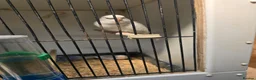Budgerigars birds for sale: 2026 budgies - Advert 3