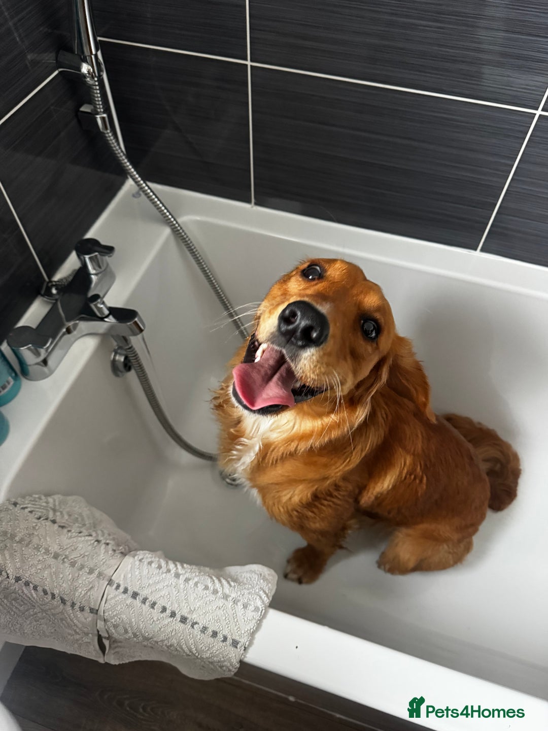 Mixed Breed dogs for sale: Stunning family boy for sale  - Advert 1