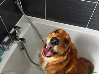 Mixed Breed dogs Stunning family boy for sale - Advert 1