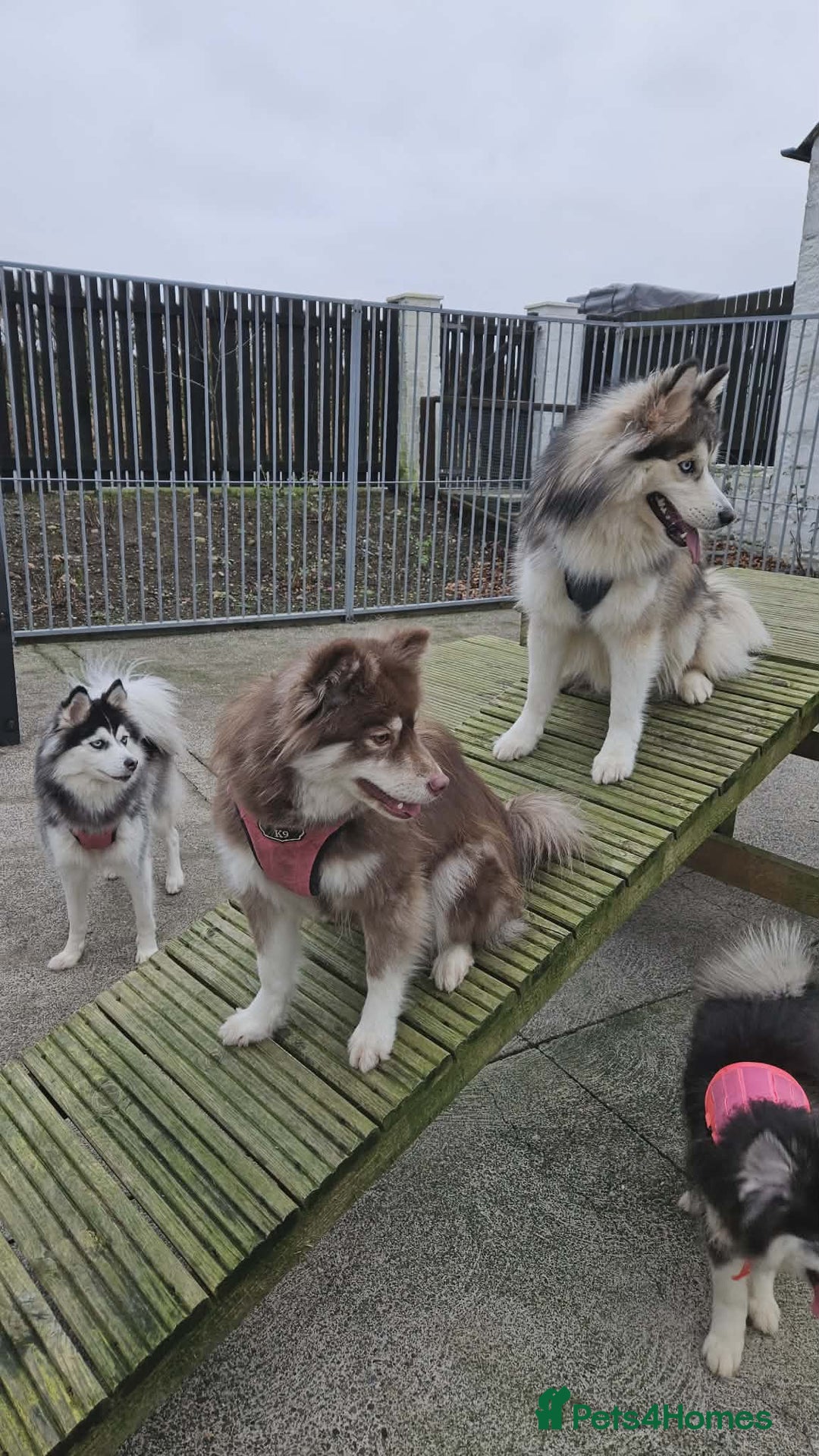 Pomsky dogs for sale: Beautiful Luna - Advert 5