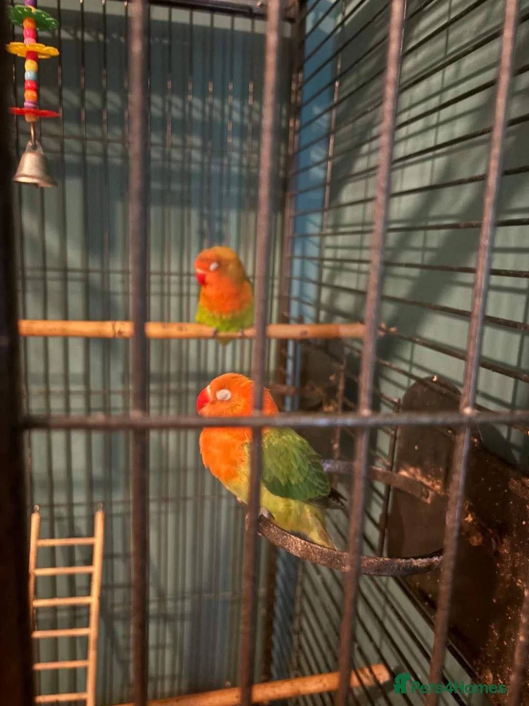 Lovebirds birds for sale: 2 love birds for sell  in Bristol - Advert 3