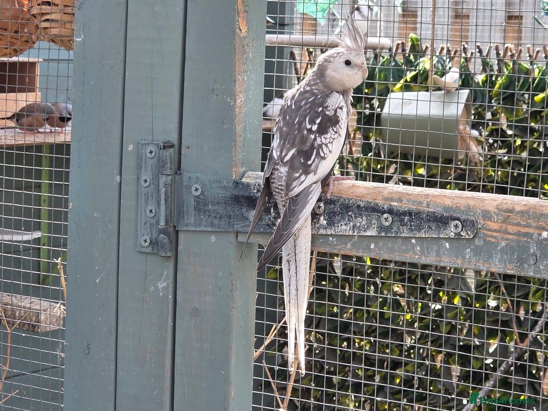 Cockatiels birds for sale: Stunning Young Silver Pearl Cockatiels For Sale - Image 8