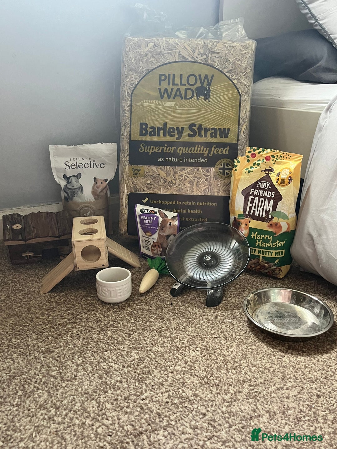 Hamster rodents for sale: Syrian Hamster & complete setup - Image 2