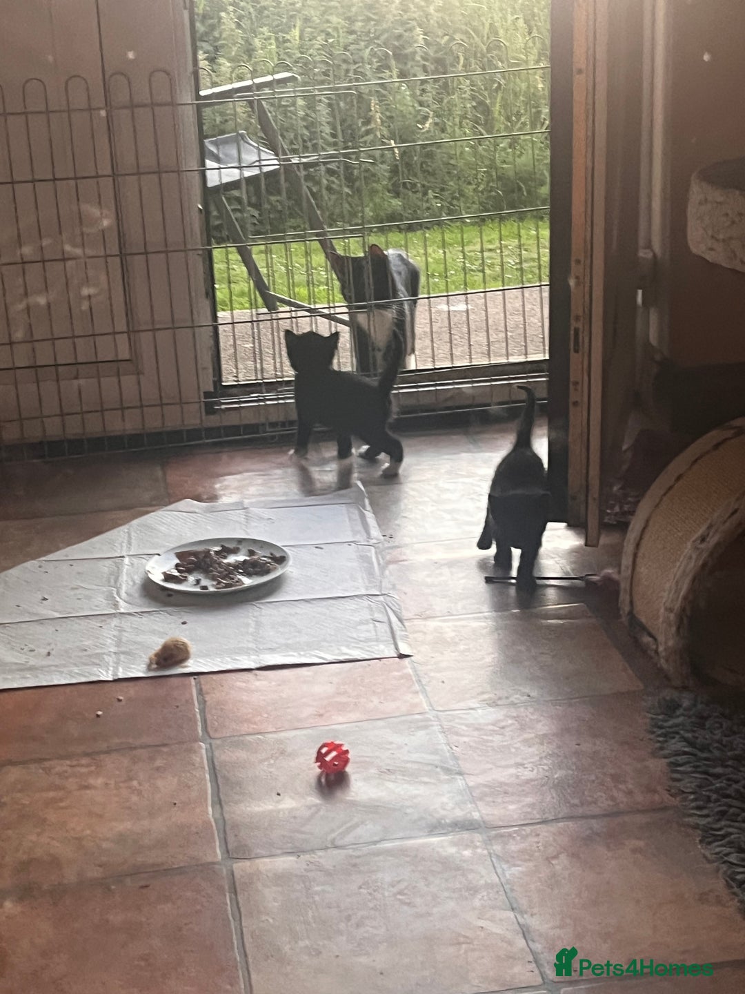 Mixed Breed cats for sale: Gorgeous kittens  - Image 6