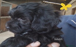 American Cocker Spaniel dogs for sale: SIX SNUGGLE MUFFINS AMERICAN COCKER, TOY POODLE - Image 20