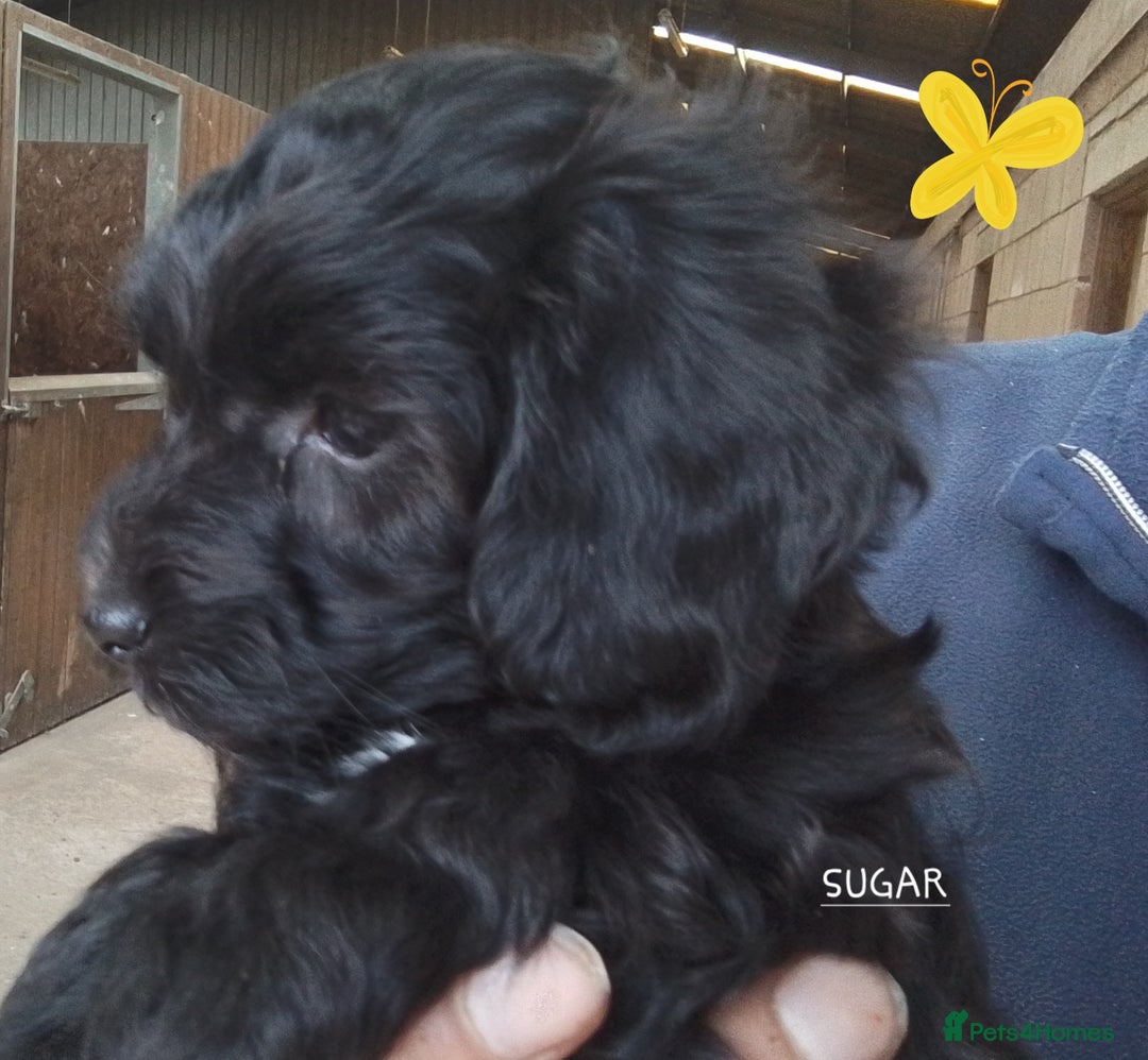 American Cocker Spaniel dogs for sale: SIX SNUGGLE MUFFINS AMERICAN COCKER, TOY POODLE - Image 20
