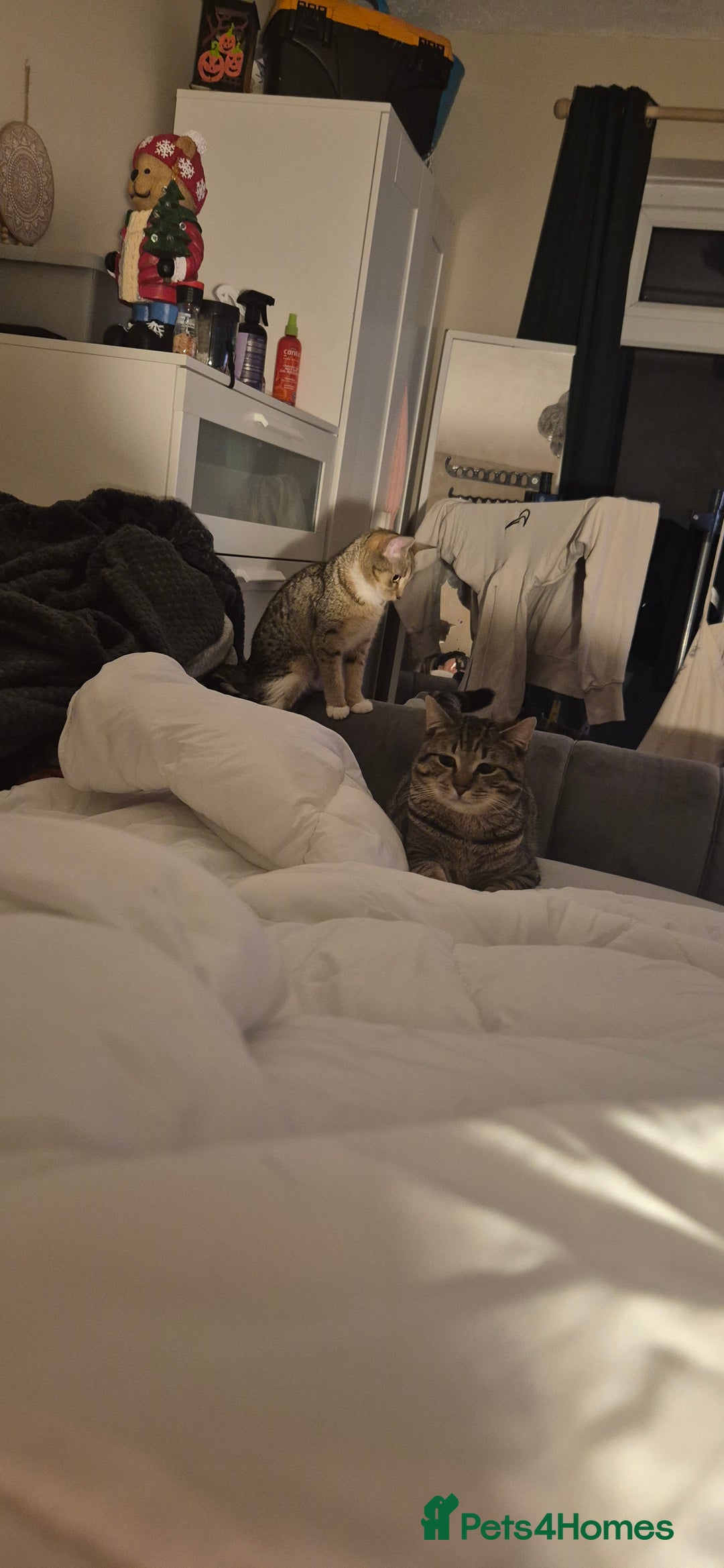 British Shorthair cats for sale: Beautiful male tabby  - Advert 2