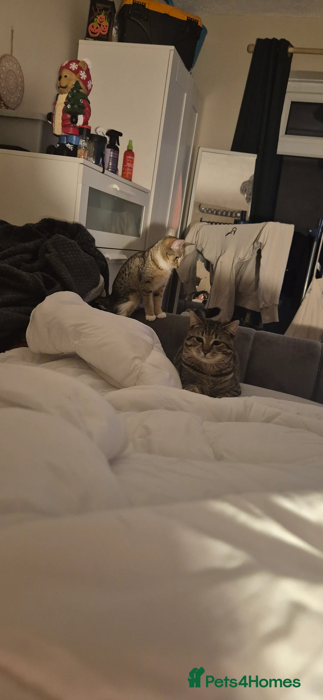 British Shorthair cats for sale: Beautiful male tabby  - Advert 2