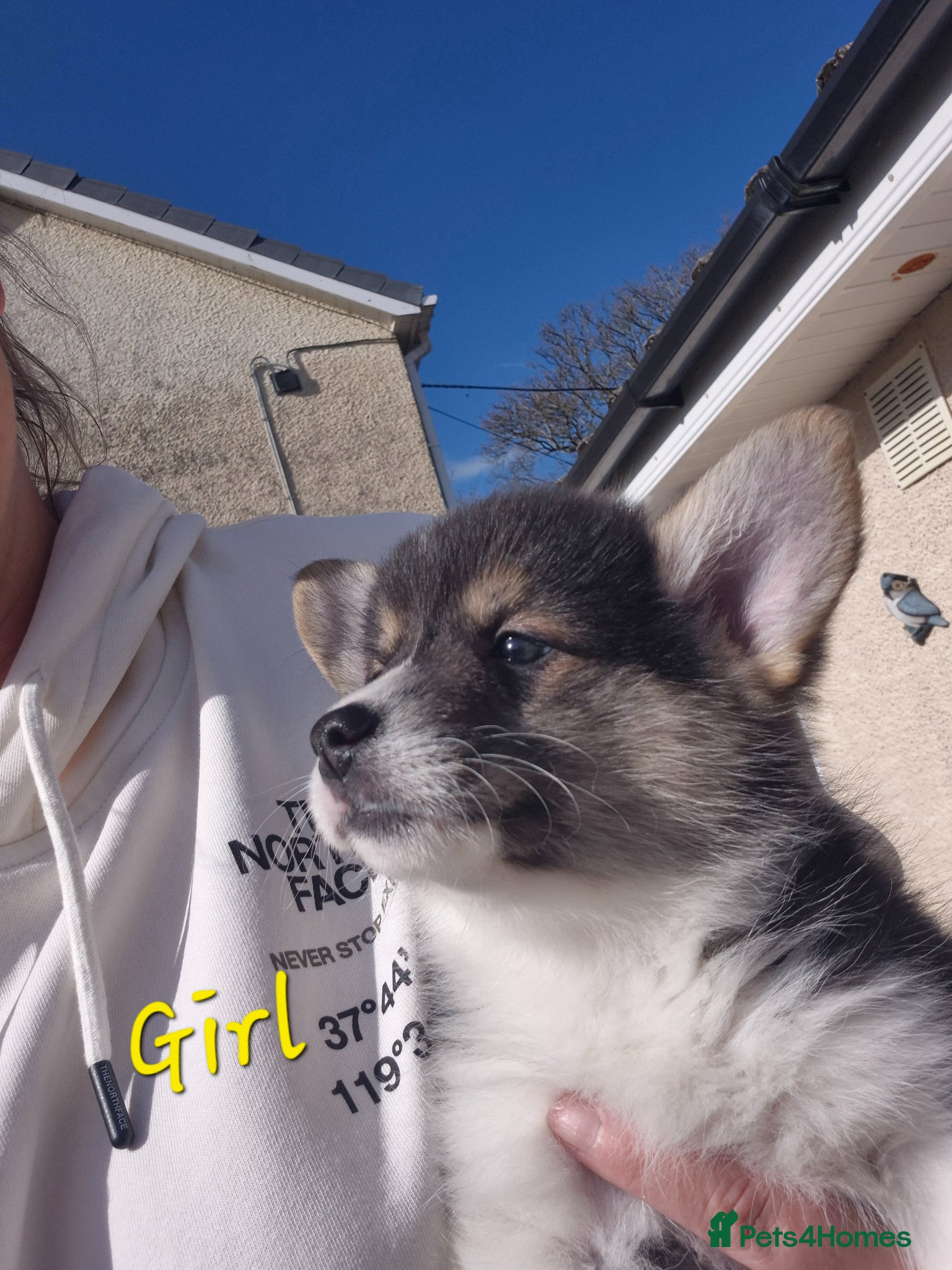 Welsh Corgi Pembroke dogs Tri coloured girls available Serbian lined - Advert 5