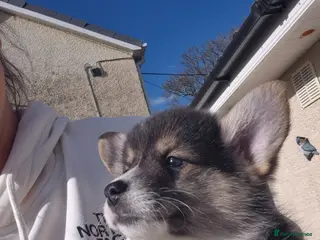 Welsh Corgi Pembroke dogs Tri coloured girls available Serbian lined - Advert 5