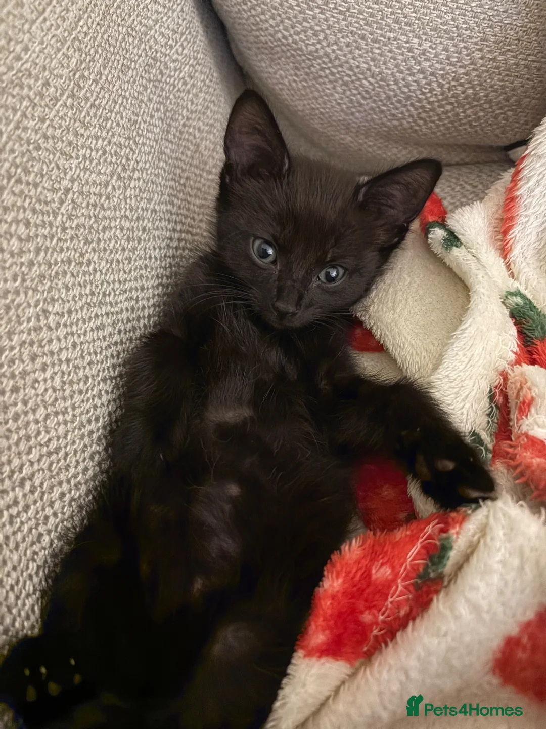 Mixed Breed cats for sale: Beautiful Kitten  - Advert 14