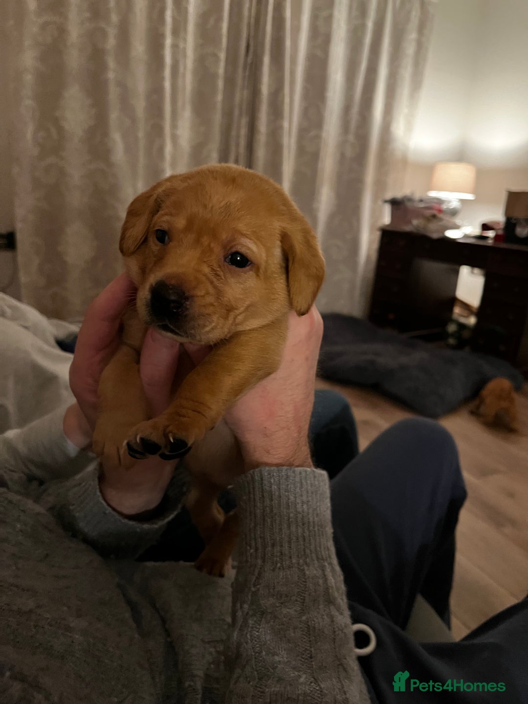 Labrador Retriever dogs for sale: Beautiful fox red puppies  - Advert 8