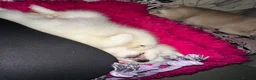 Samoyed dogs for sale: Girl Samoyed puppie  - Advert 10