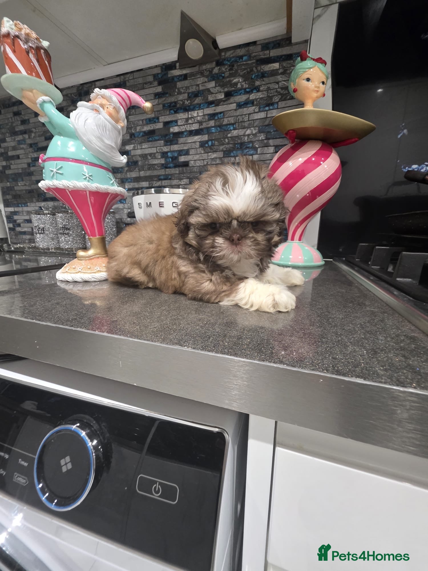 Shih Tzu dogs IMRERIAL SHIHTZU PUPPY LAST MALE - Advert 3