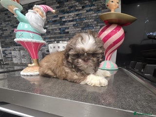 Shih Tzu dogs IMRERIAL SHIHTZU PUPPY LAST MALE - Advert 5